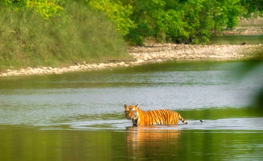 Bardia National Park wildlife Safari Tour - 3 Nights 4 Days